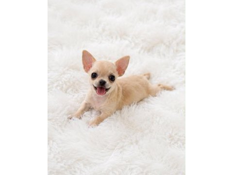 Cep boy wc eğitimli chihuahua