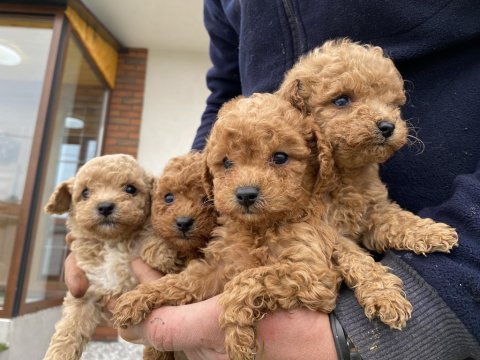 Poodle yavru köpeklerimiz