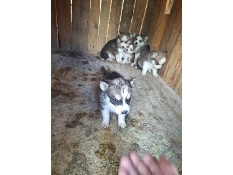 Safkan sabırla bebek husky yavrular