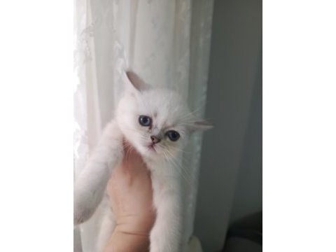 Teslime hazır 2 aylık dişi british shorthair bebeğim