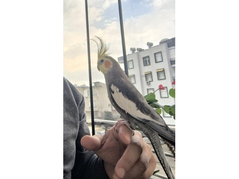 Konuşan ve ele alışık erkek sultan papağanı