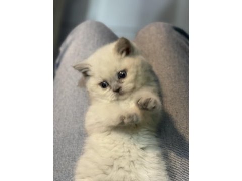 Veteriner hekim kontrollü british shorthair