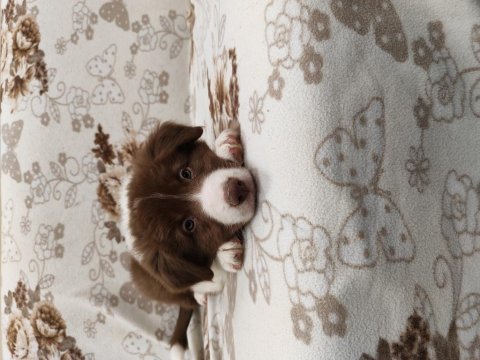 Fcı kıf şecereli kahve beyaz showline erkek border collie