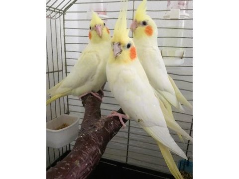 Yavru sultan papaganı bebek uygun erkek