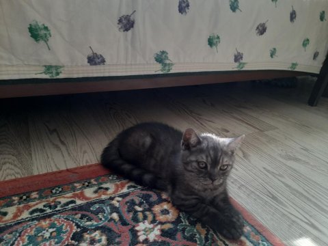 British shorthair yavru