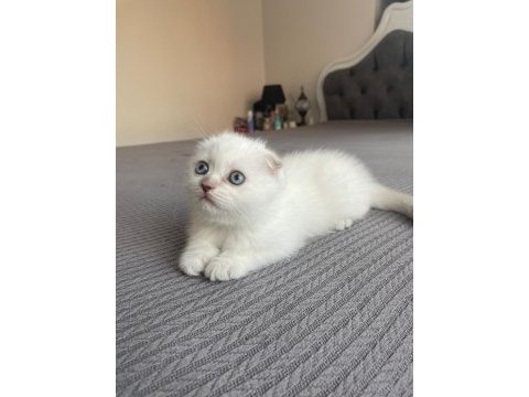 Safkan soy ırk garantili scottish fold mükemmel yavrumuz