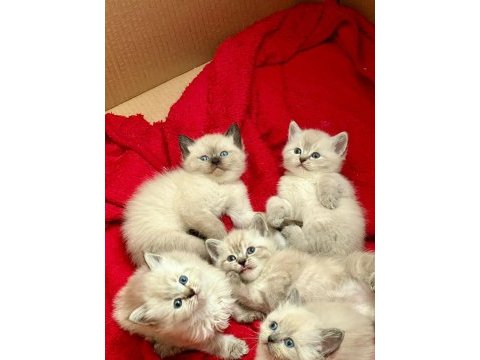 Sahiplendirilecek british shorthair yavrular