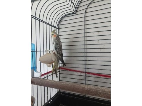 Sultan papağanı konuşan 3 aylık erkek yavru