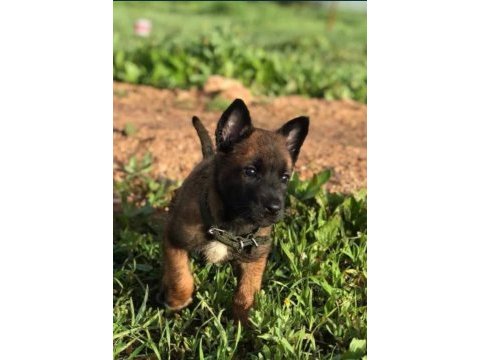Malinois yavru köpekler