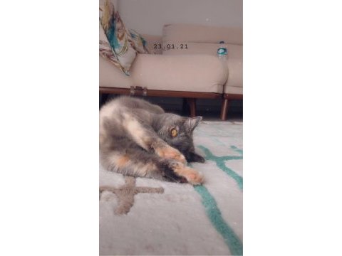 Ücretsiz sahiplendirme acil british shorthair