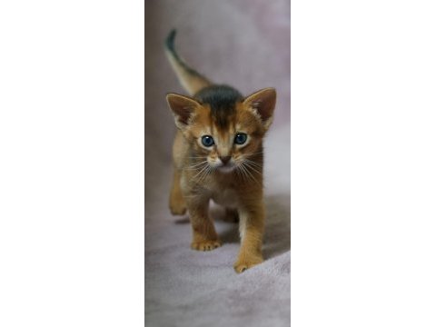 Safkan abyssinian yavrular