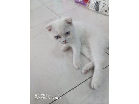 Güzel bir kız scottish fold