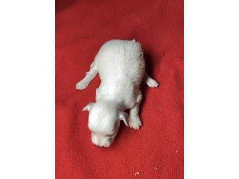 Sevgi dolu, sağlıklı ve çok sevimli maltese yavrumuz