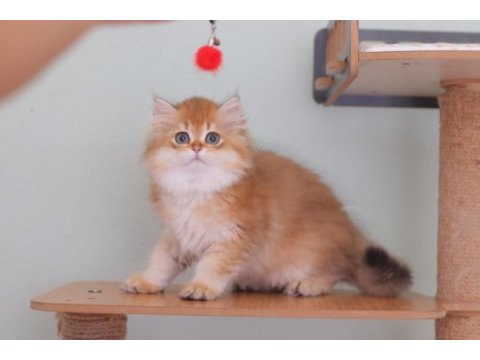 British longhair safkan erkek