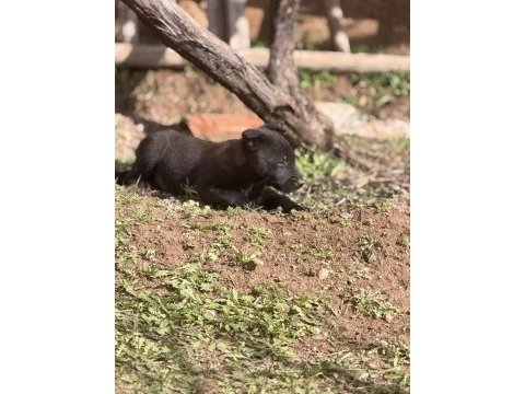 Koyu maskeli hırslı malinois yavrular