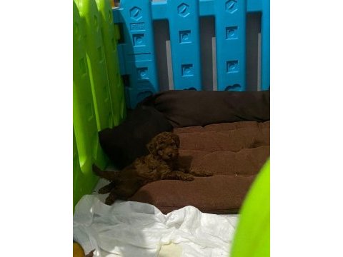 Toy poodle yavruları