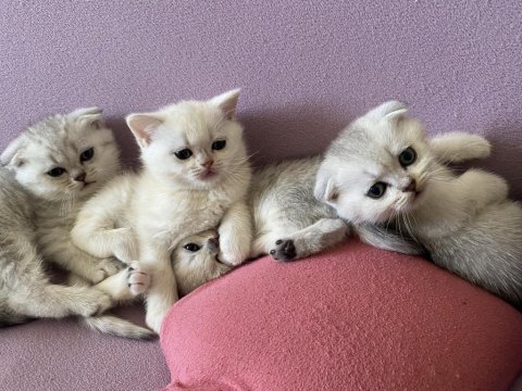 Scottish fold kediler kaçıran üzülür