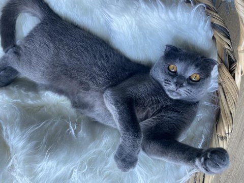 Scottish fold kedimiz sheba için yuva arıyoruz