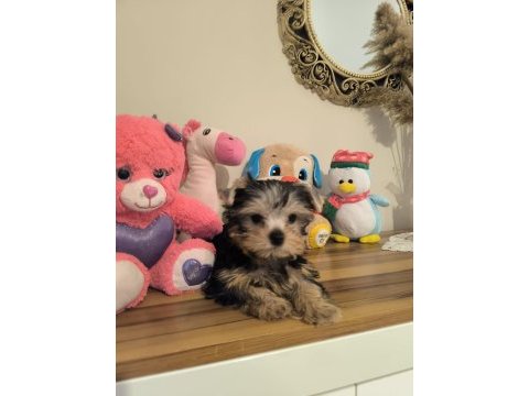Küt burun tea cup erkek yorkshire terrier yavrumuz