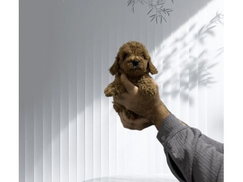 Toy poodle orjinal