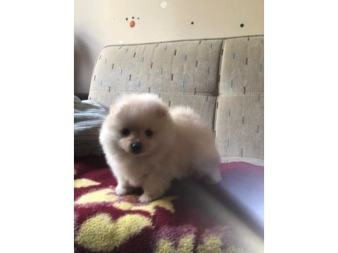 Orjinal kendi dişi yavrumuz pomeranian