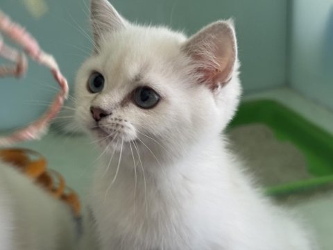 Ankaranın en güzel  british shorthair yavruları