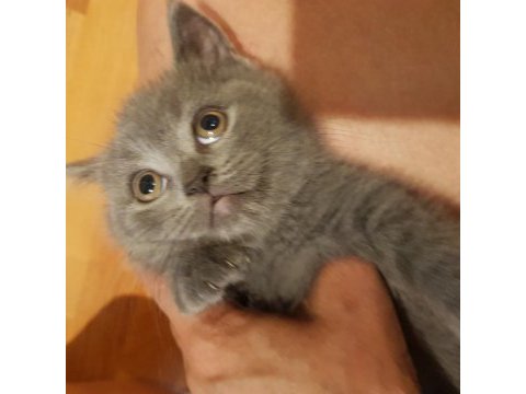 Veteriner kedilerinin safkan scottish fold yavruları