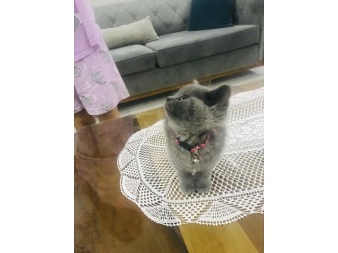 Ev kedisi british shorthair