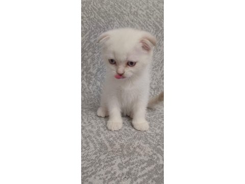 2 aylık scottish fold yavrularımız yeni yuvalarını arıyor