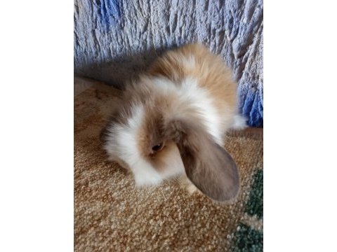 Teddy lop tavşan yavrular mavi gözlü