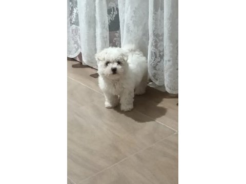 Maltese terrier acil sahiplendirme
