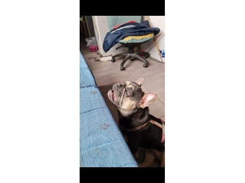 3 yaşında eğitimli blue tan quad french bulldog