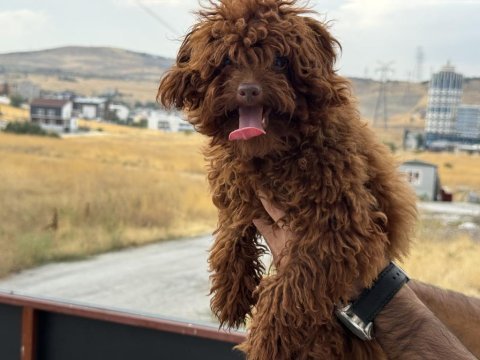 Tea cup 7 aylık dişi kore poodle 1.850 gr 