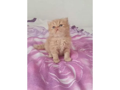 Exotic red point yavru kediler