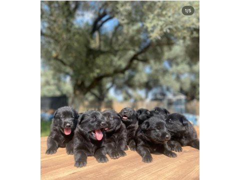 Solid black üst düşey alman çoban köpeği yavrular