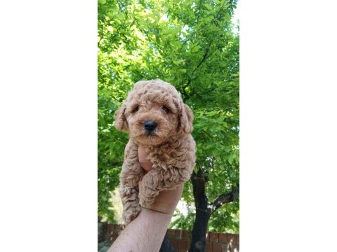 Erkek poodle yavrum yeni ailesini bekliyor
