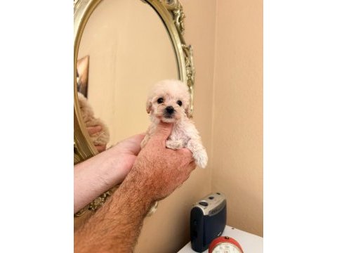Tatlı mınık köpekler