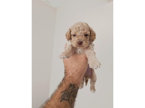 Poodle yavru köpeğimiz