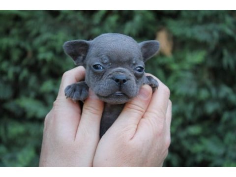Egzotic french bulldog yavrularımız