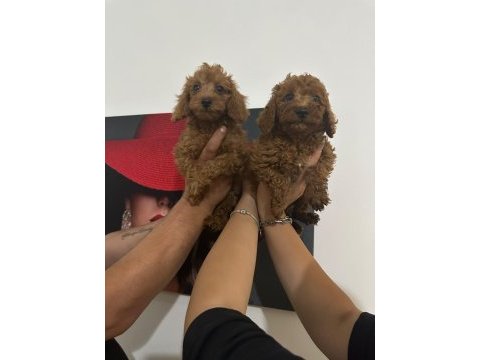 Toy poodle bebekler