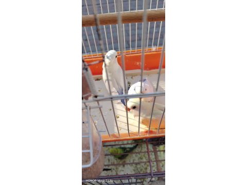 Bebek sevda papağanı