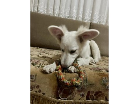 Rus finosu melez köpeğim