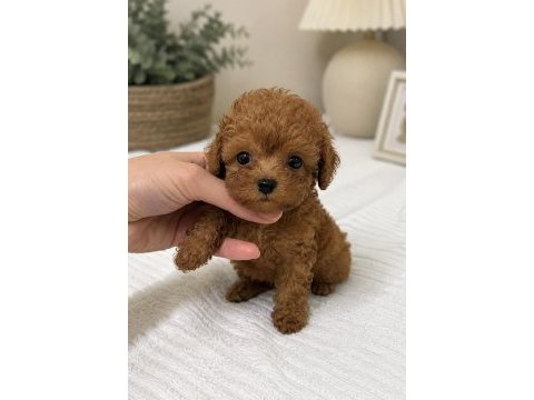 En miniği kore maltipoo