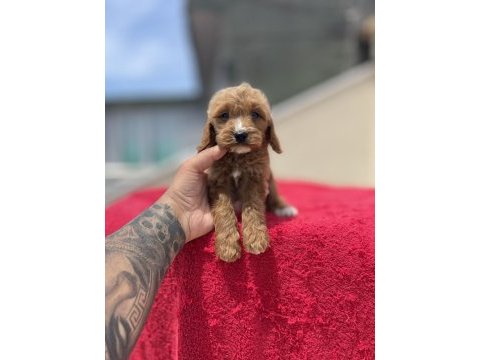 Maltipoo yavrular