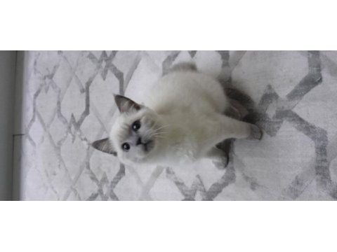 2 aylık dişi oyuncu yavru kedimiz