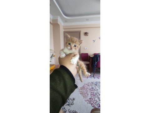 Sokak da buldum 3 4 haftalık sahiplendirilecek kediler