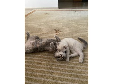 Nisan 21 2023 doğumlu harika bir erkek scottish fold