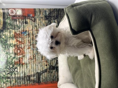 Kore kan teacup erkek maltese terrier yavrumuz