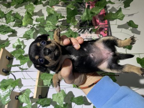 Sıfır numara pinscher