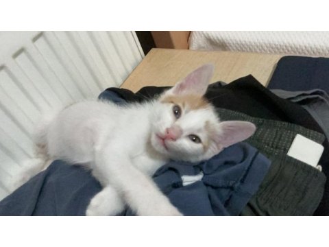 Aşıları tam kedimiz sahibini bekliyor